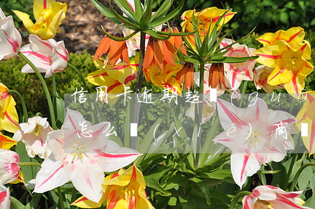 信用卡逾期超過(guò)5萬(wàn)怎么協(xié)商還款-信用卡逾期超過(guò)5萬(wàn)怎么協(xié)商還款呢