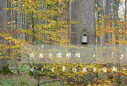 信用卡逾期超過1個(gè)月只有一次(2016年信用卡逾期一個(gè)月)