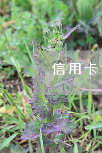 信用卡逾期超過24的年利率