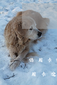 信用卡逾期超過3個月確實還不了(好幾張信用卡逾期了3個月會怎么樣)
