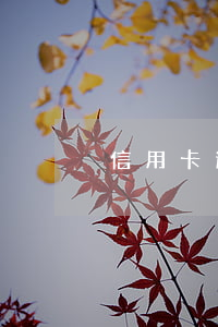 信用卡逾期超過三十天(信用卡逾期3天)