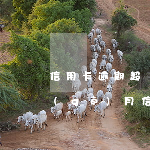 信用卡逾期超過三天會(huì)怎樣(三個(gè)月信用卡逾期后果)