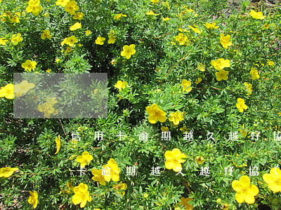 信用卡逾期越久越好協(xié)商-信用卡逾期越久越好協(xié)商還款嗎