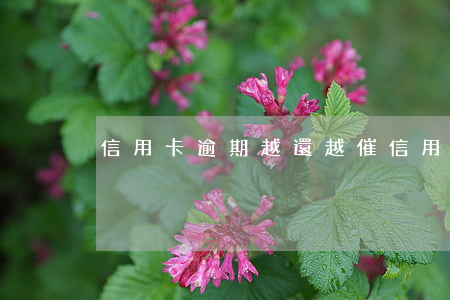 信用卡逾期越還越催(信用卡逾期越還越催收)