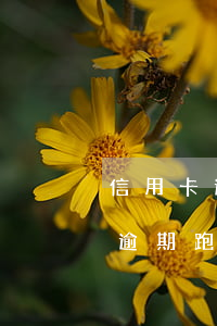 信用卡逾期跑路會被通緝嗎怎么辦-信用卡逾期跑路會被通緝嗎怎么辦理