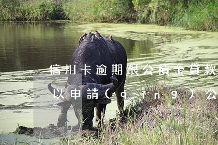 信用卡逾期跟公積金貸款(信用卡逾期5次可以申請(qǐng)公積金貸款嗎)