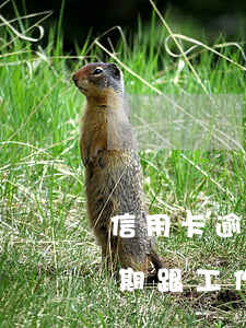 信用卡逾期跟工作单位有关系吗-信用卡逾期跟工作单位有关系吗怎么办