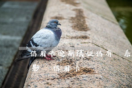信用卡逾期跟征信有關系嗎(信用貸款逾期會影響信用卡嗎)