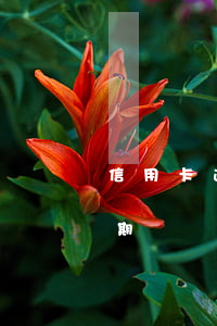 信用卡逾期跟房贷有关系吗(房贷和信用卡逾期)