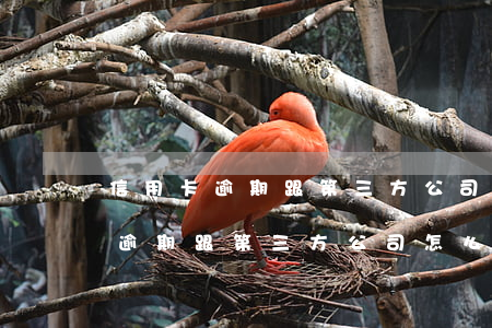 信用卡逾期跟第三方公司怎么协商-信用卡逾期跟第三方公司怎么协商还款