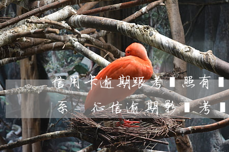 信用卡逾期跟考駕照有沒有關(guān)系-征信逾期影響考駕照嗎