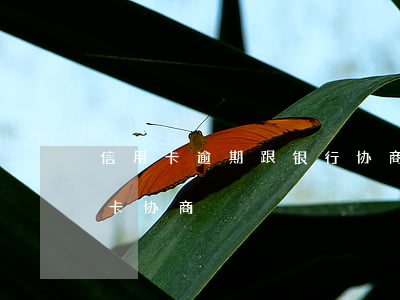 信用卡逾期跟银行协商话语(逾期很久的信用卡协商)