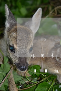 信用卡逾期跨行轉賬被扣款(信用卡逾期跨行轉賬被扣款)