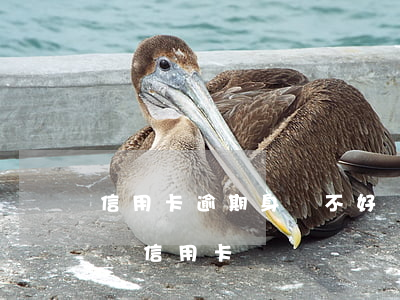 信用卡逾期身體不好無力償還(因大病無力償還信用卡)