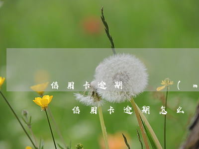 信用卡逾期車貸沒(méi)批怎么辦(有車貸信用卡逾期怎么辦)
