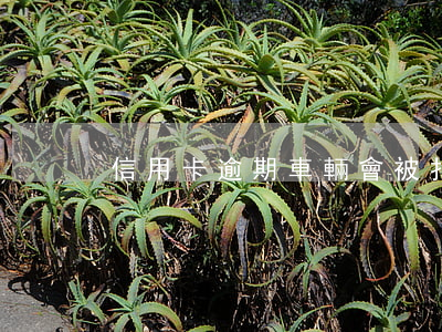 信用卡逾期車輛會被扣么