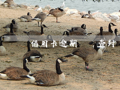 信用卡逾期車輛查封狀態(tài)