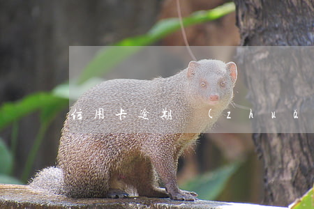 信用卡逾期轉(zhuǎn)交戶籍地分行