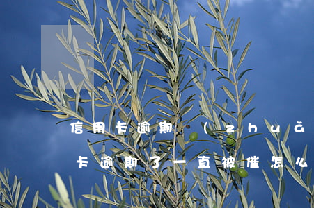 信用卡逾期轉(zhuǎn)本地催款(信用卡逾期了一直被催怎么辦)