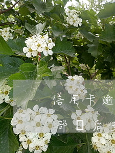 信用卡逾期轉(zhuǎn)法務(wù)部門后多久起訴(銀行去法院起訴信用卡逾期怎么辦)
