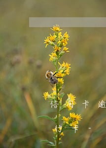 信用卡逾期轉(zhuǎn)賬沒有逾期銀行卡-信用卡逾期轉(zhuǎn)賬沒有逾期銀行卡會凍結(jié)嗎
