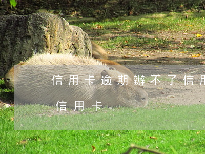 信用卡逾期辦不了信用卡怎么辦(逾期可以辦信用卡)