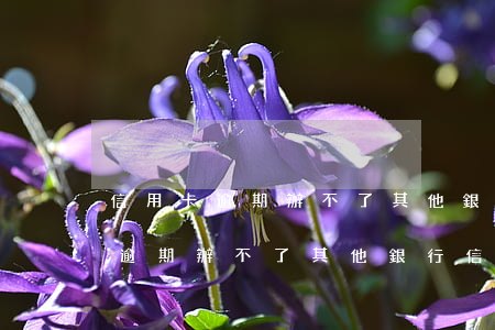 信用卡逾期辦不了其他銀行信用卡-信用卡逾期辦不了其他銀行信用卡怎么辦