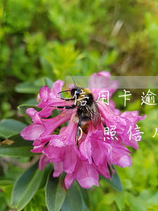 信用卡逾期辦不了營業(yè)執(zhí)照(信用卡逾期的身份證辦營業(yè)執(zhí)照會有影響嗎)