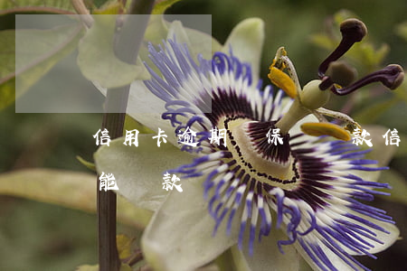 信用卡逾期辦保單貸款(信用卡逾期后用保單能貸款嗎)