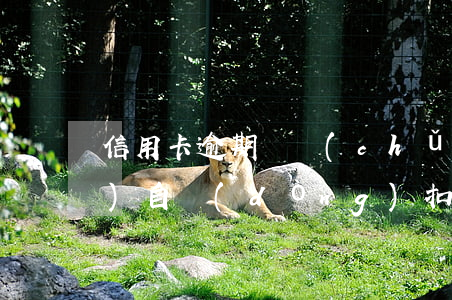 信用卡逾期辦儲(chǔ)蓄卡會(huì)自動(dòng)扣錢嗎(同一個(gè)銀行信用卡逾期會(huì)不會(huì)扣儲(chǔ)蓄卡的錢)
