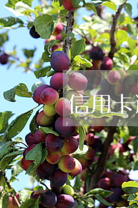 信用卡逾期辦理便民卡