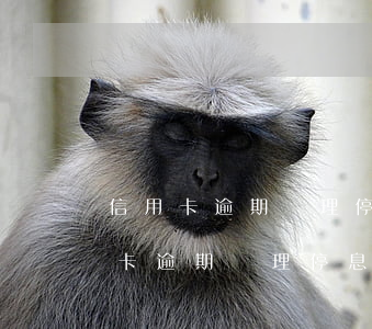 信用卡逾期辦理停息掛賬可以分多少期（信用卡逾期辦理停息掛賬）
