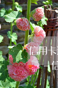 信用卡逾期辦理別的銀行會(huì)扣錢嗎-信用卡逾期辦理別的銀行會(huì)扣錢嗎怎么辦