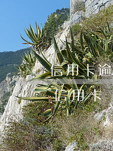 信用卡逾期辦理按揭能過嗎(房貸逾期過能辦信用卡嗎)