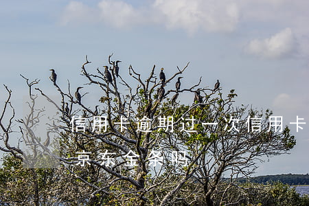 信用卡逾期过一次(信用卡逾期过一次能申请京东金条吗)