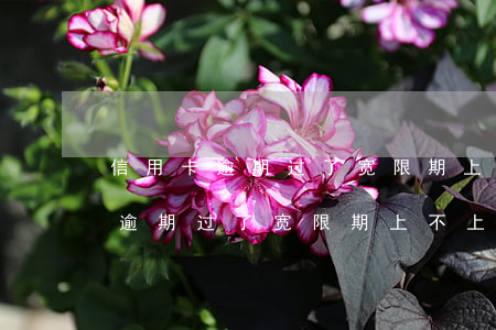 信用卡逾期过了宽限期上不上征信-信用卡逾期过了宽限期上不上征信了