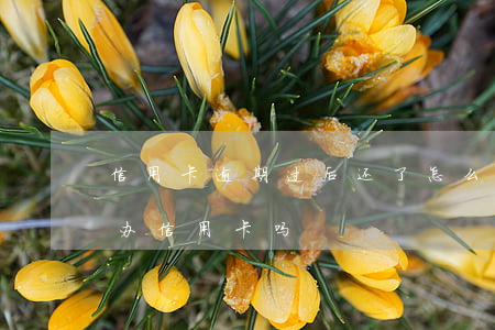 信用卡逾期过后还了怎么开通(逾期之后还能办信用卡吗)