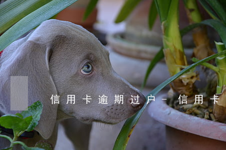 信用卡逾期过户-信用卡逾期过户影响吗