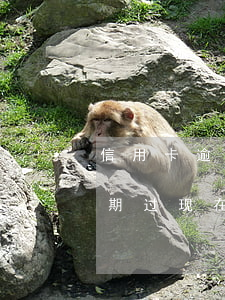 信用卡逾期过贷款买二手车(两年前信用卡逾期过,现在可以贷款买车吗)