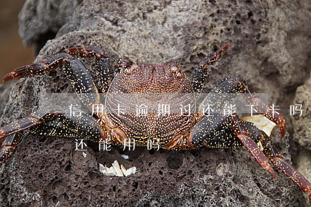 信用卡逾期过还能下卡吗(贷款逾期了信用卡还能用吗)
