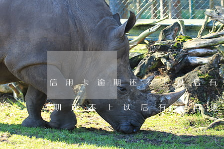 信用卡逾期还不上以后有钱再还-信用卡逾期还不上以后有钱再还会怎么样