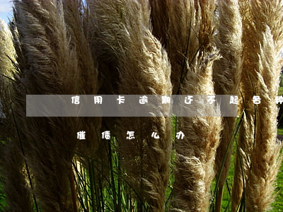 信用卡逾期还不起各种催(信用卡逾期天天被催债怎么办)
