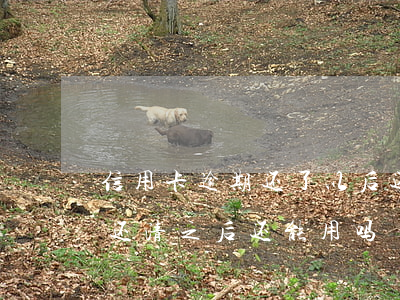 信用卡逾期还了以后还能用吗(逾期的信用卡还清之后还能用吗)