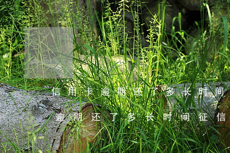 信用卡逾期还了多长时间征信回复-信用卡逾期还了多长时间征信回复正常