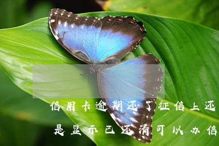 信用卡逾期还了征信上还有吗(征信有逾期但是显示已还清可以办信用卡吗)
