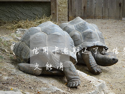 信用卡逾期还了征信多久会消 逾期上征信多久能消