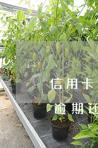 信用卡逾期还了最低还款算逾期吗-信用卡逾期还了最低还款算逾期吗怎么办