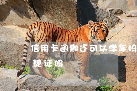 信用卡逾期还可以学车吗(欠信用卡可以考驾驶证吗)