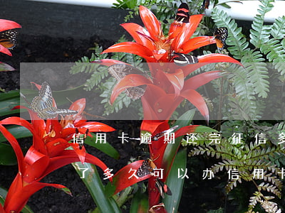 信用卡逾期还完征信多久能消(征信逾期还清了多久可以办信用卡)