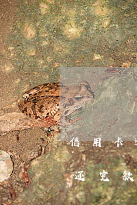 信用卡逾期还完款后可以再用吗（信用卡逾期还完款后可以再用吗）